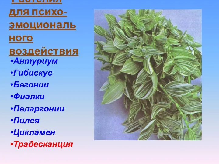 Растения для психо-эмоционального воздействия Антуриум Гибискус Бегонии Фиалки Пеларгонии Пилея Цикламен Традесканция