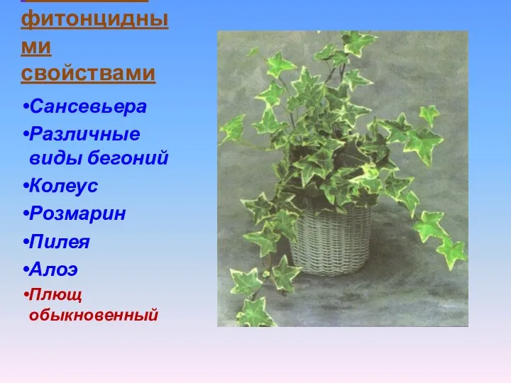 Растения с фитонцидными свойствами Сансевьера Различные виды бегоний Колеус Розмарин Пилея Алоэ Плющ обыкновенный