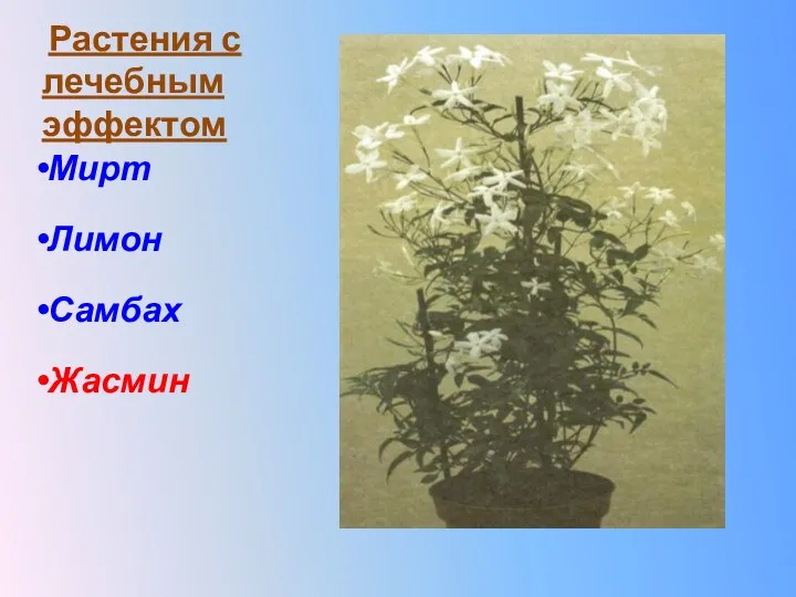 Растения с лечебным эффектом Мирт Лимон Самбах Жасмин