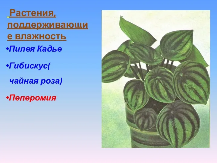 Растения, поддерживающие влажность Пилея Кадье Гибискус( чайная роза) Пеперомия