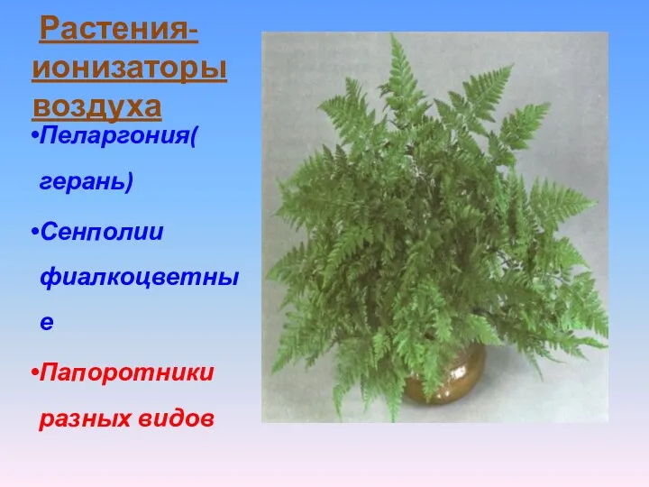 Растения-ионизаторы воздуха Пеларгония( герань) Сенполии фиалкоцветные Папоротники разных видов