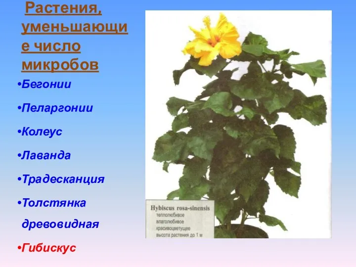 Растения, уменьшающие число микробов Бегонии Пеларгонии Колеус Лаванда Традесканция Толстянка древовидная Гибискус