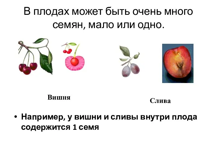В плодах может быть очень много семян, мало или одно.