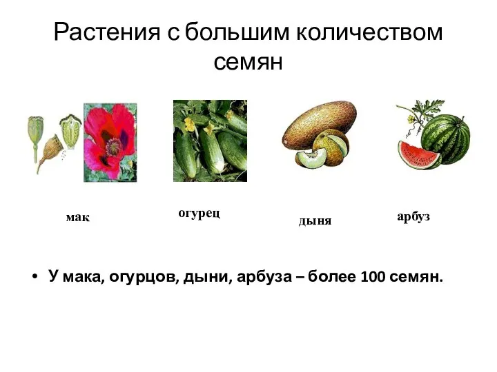 Растения с большим количеством семян У мака, огурцов, дыни, арбуза