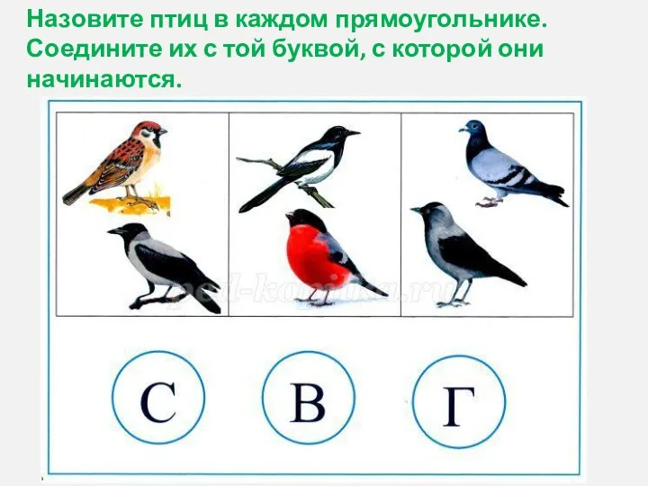 Назовите птиц в каждом прямоугольнике. Соедините их с той буквой, с которой они начинаются.