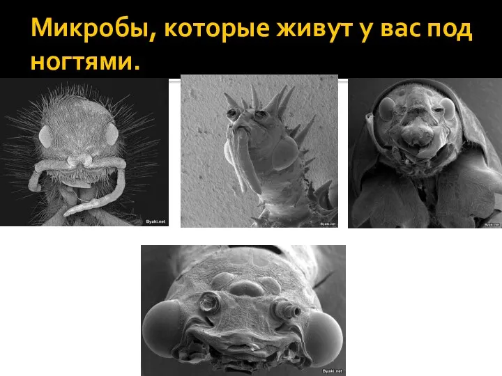 Микробы, которые живут у вас под ногтями.