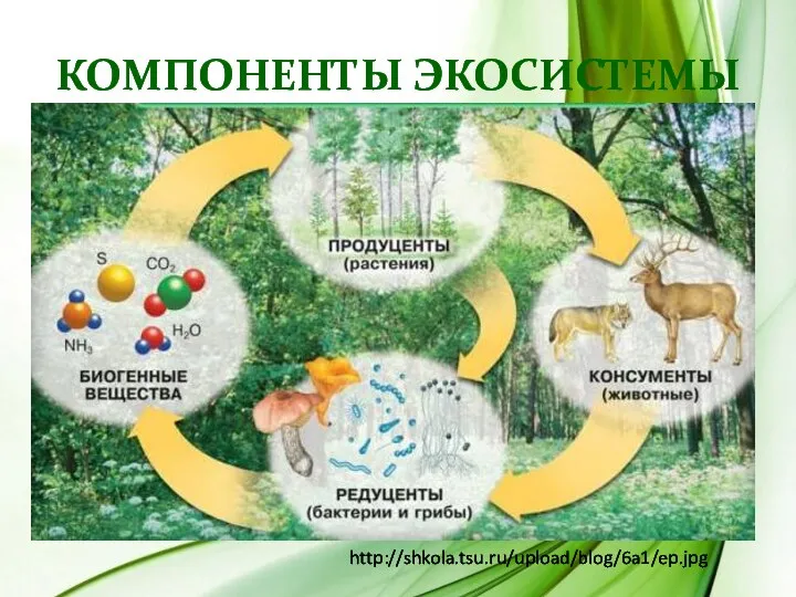 Компоненты экосистемы http://shkola.tsu.ru/upload/blog/6a1/ep.jpg