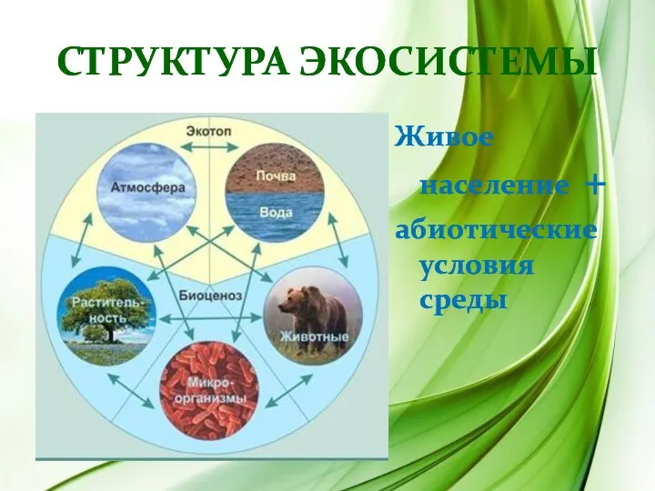Структура экосистемы Живое население + абиотические условия среды