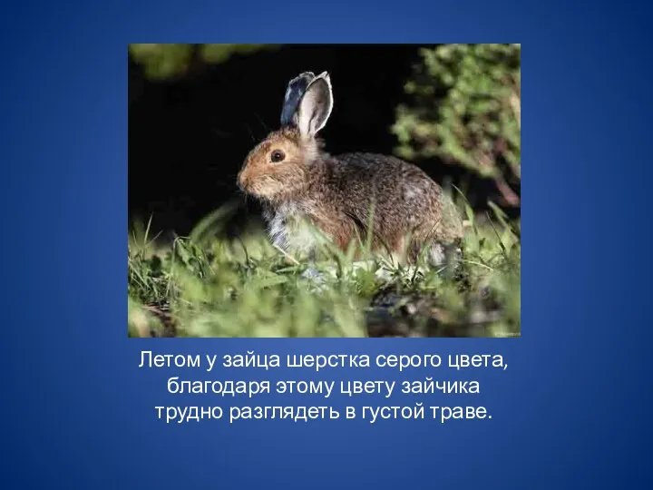 Летом у зайца шерстка серого цвета, благодаря этому цвету зайчика трудно разглядеть в густой траве.
