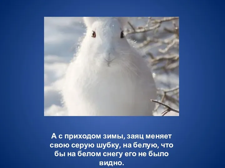 А с приходом зимы, заяц меняет свою серую шубку, на белую, что бы