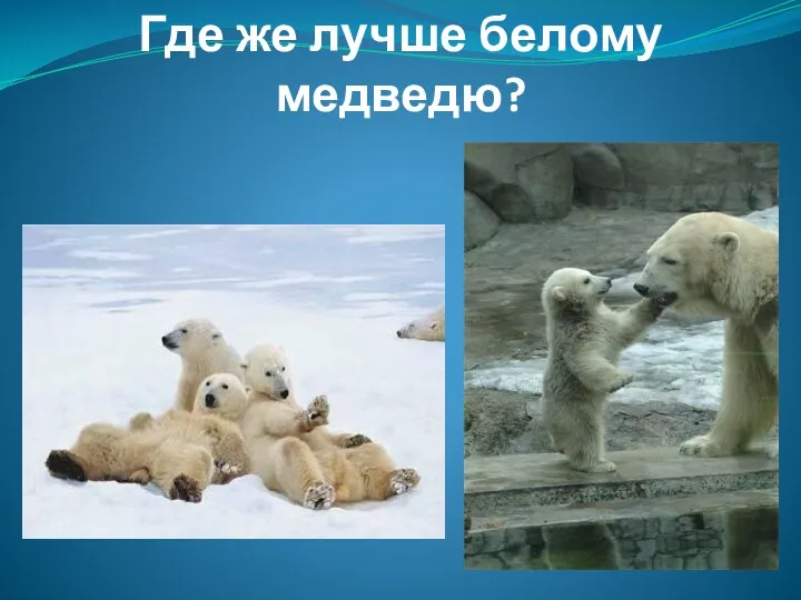 Где же лучше белому медведю?