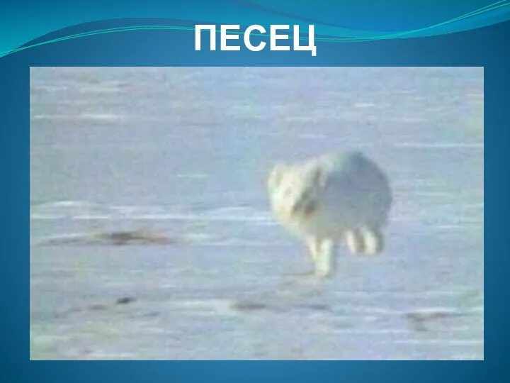 ПЕСЕЦ