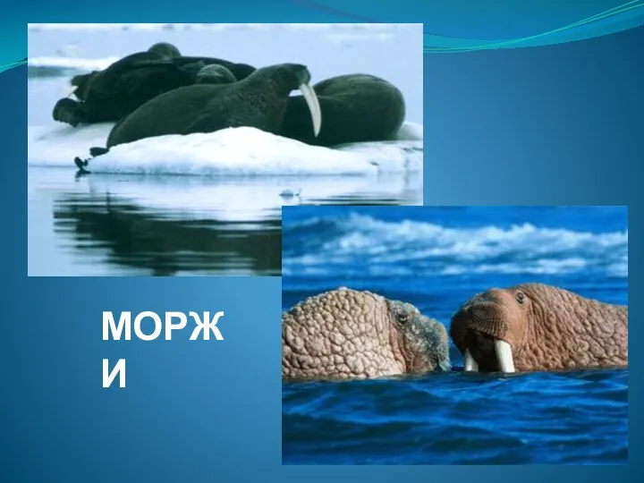 МОРЖИ