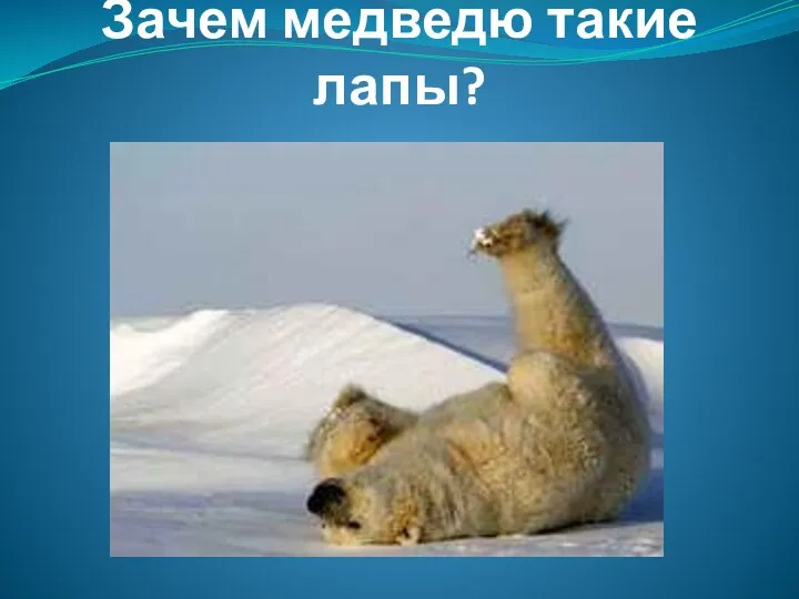 Зачем медведю такие лапы?