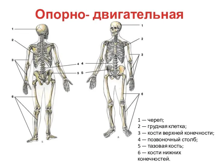Опорно- двигательная система 1 — череп; 2 — грудная клетка; 3 — кости