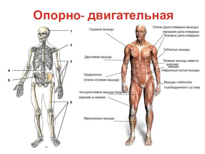 Опорно- двигательная система