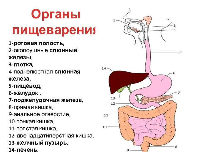 Органы пищеварения 1-ротовая полость, 2-околоушные слюнные железы, 3-глотка, 4-подчелюстная слюнная