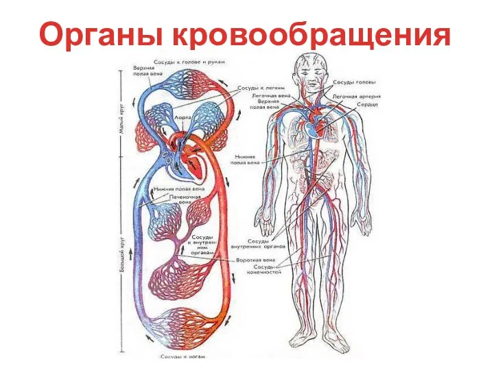 Органы кровообращения