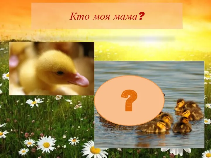 Кто моя мама? ?