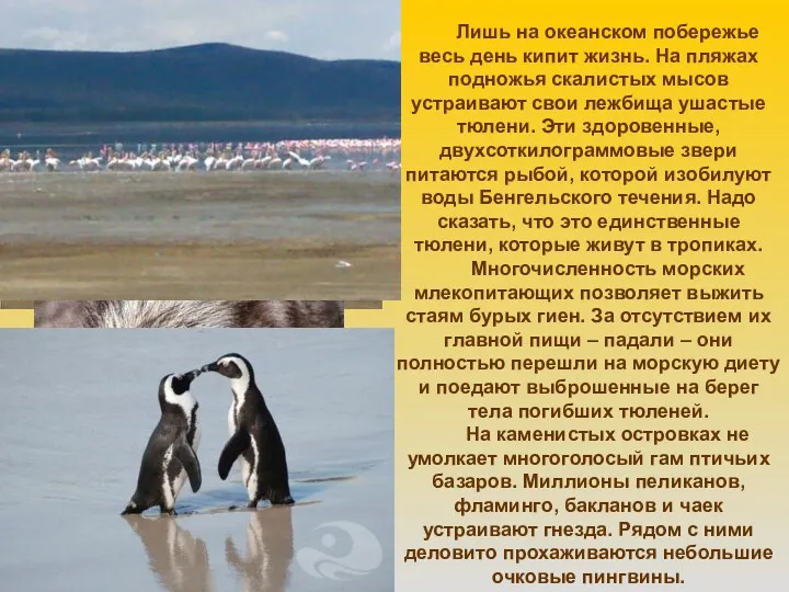 Лишь на океанском побережье весь день кипит жизнь. На пляжах подножья скалистых мысов