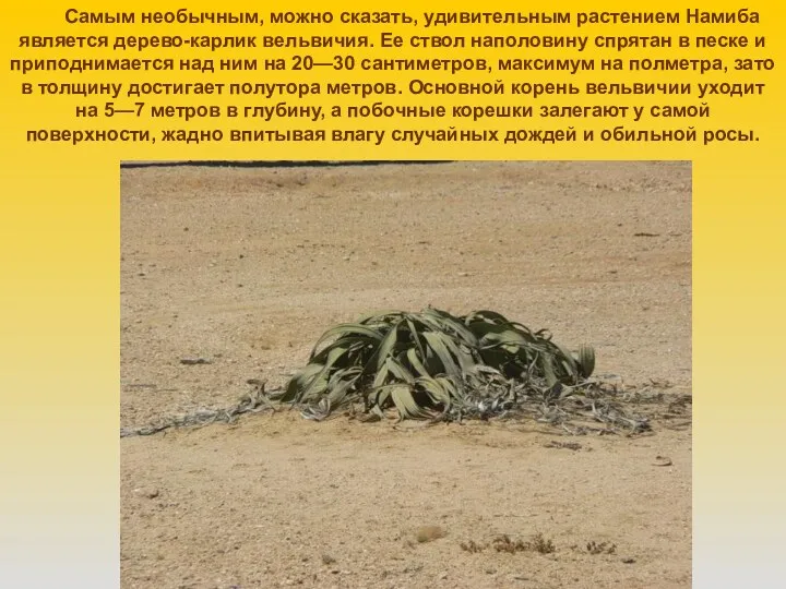 Самым необычным, можно сказать, удивительным растением Намиба является дерево-карлик вельвичия. Ее ствол наполовину