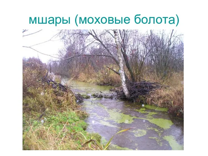 мшары (моховые болота)