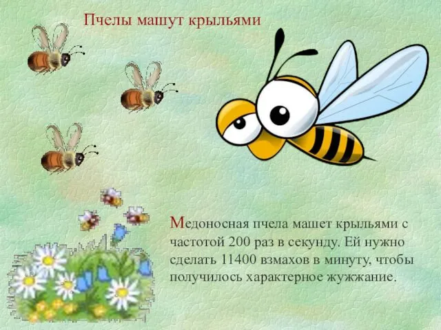Пчелы машут крыльями Медоносная пчела машет крыльями с частотой 200
