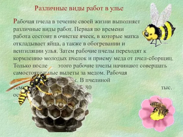 Различные виды работ в улье Рабочая пчела в течение своей