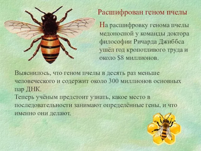 Расшифрован геном пчелы На расшифровку генома пчелы медоносной у команды