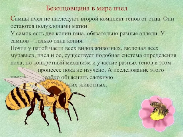 Безотцовщина в мире пчел Самцы пчел не наследуют второй комплект