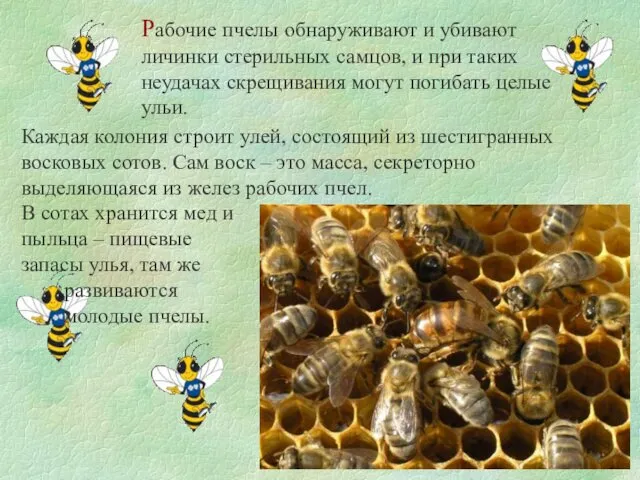Рабочие пчелы обнаруживают и убивают личинки стерильных самцов, и при
