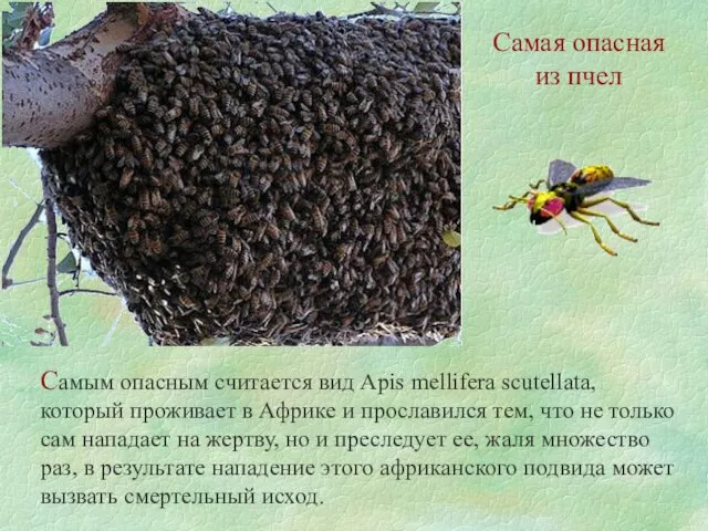 Самая опасная из пчел Самым опасным считается вид Apis mellifera