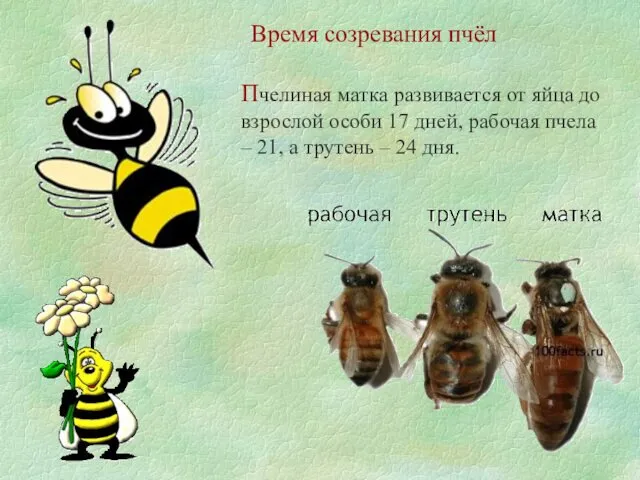 Время созревания пчёл Пчелиная матка развивается от яйца до взрослой