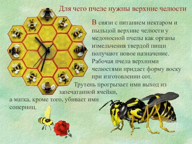 Для чего пчеле нужны верхние челюсти В связи с питанием