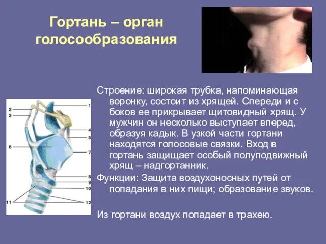 Гортань – орган голосообразования Строение: широкая трубка, напоминающая воронку, состоит