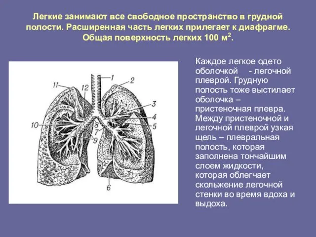 Легкие занимают все свободное пространство в грудной полости. Расширенная часть