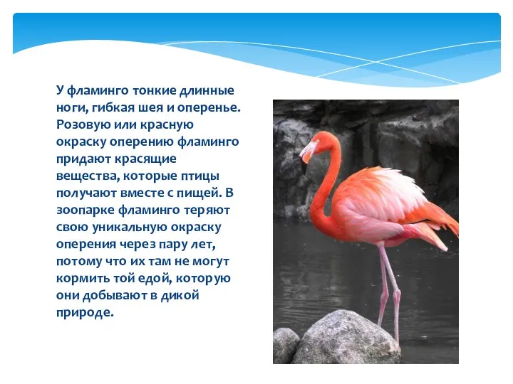 У фламинго тонкие длинные ноги, гибкая шея и оперенье. Розовую или красную окраску