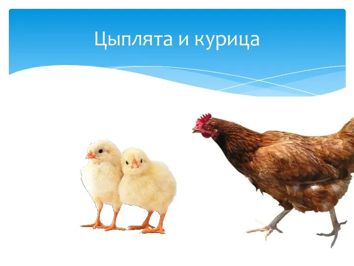 Цыплята и курица
