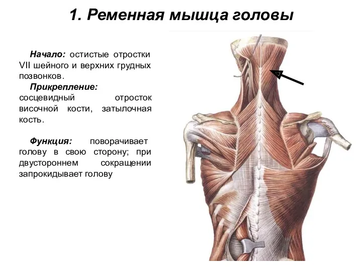 1. Ременная мышца головы Начало: остистые отростки VII шейного и