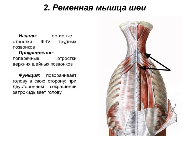2. Ременная мышца шеи Начало: остистые отростки III-IV грудных позвонков