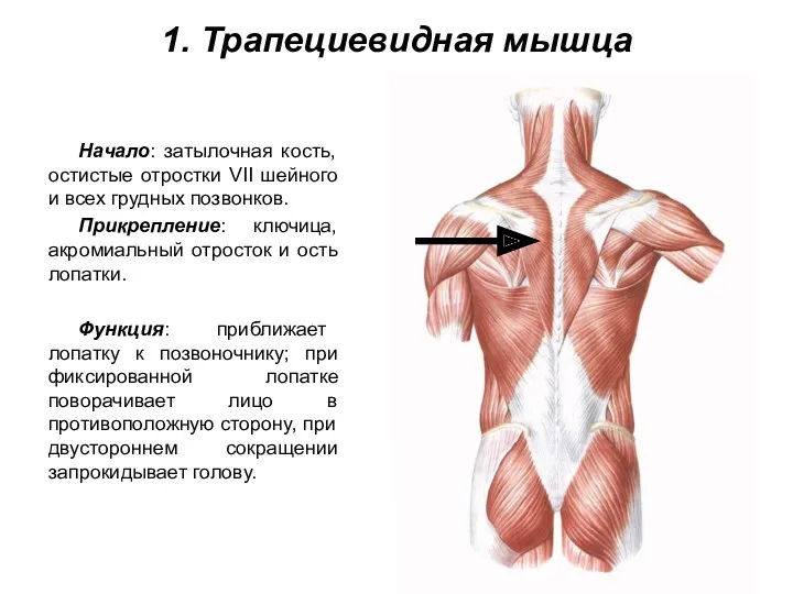 1. Трапециевидная мышца Начало: затылочная кость, остистые отростки VII шейного