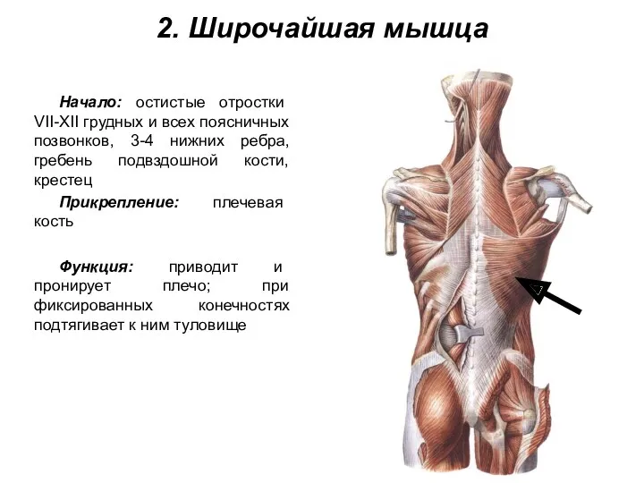 2. Широчайшая мышца Начало: остистые отростки VII-XII грудных и всех