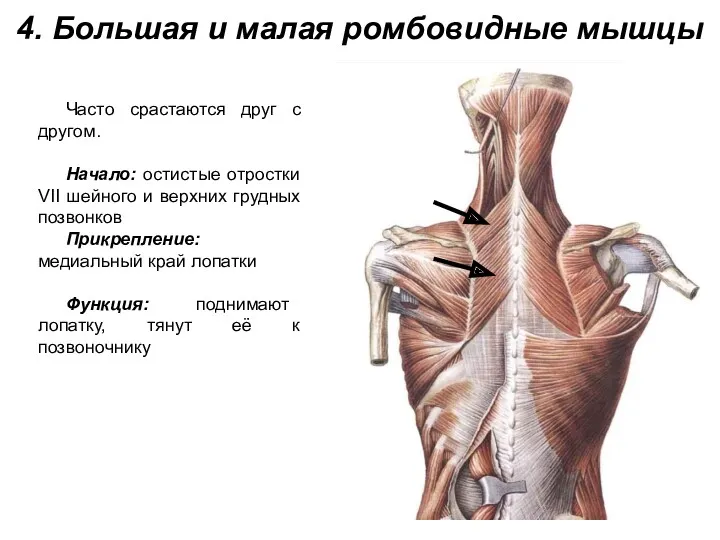 4. Большая и малая ромбовидные мышцы Часто срастаются друг с