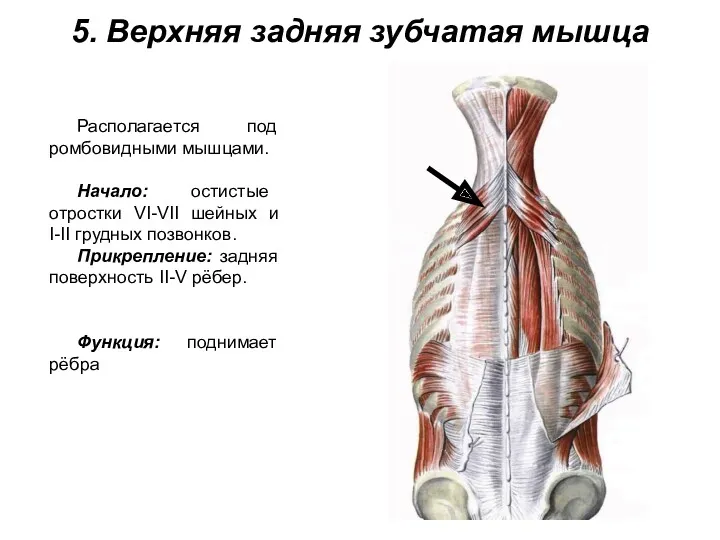 5. Верхняя задняя зубчатая мышца Располагается под ромбовидными мышцами. Начало: