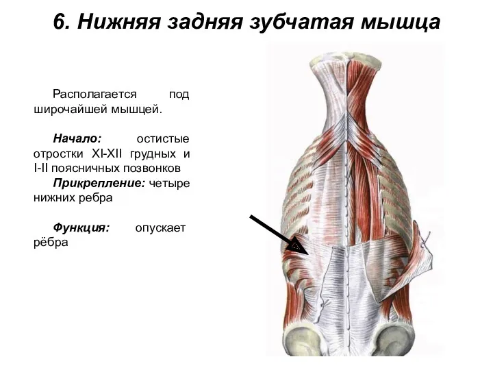 6. Нижняя задняя зубчатая мышца Располагается под широчайшей мышцей. Начало: