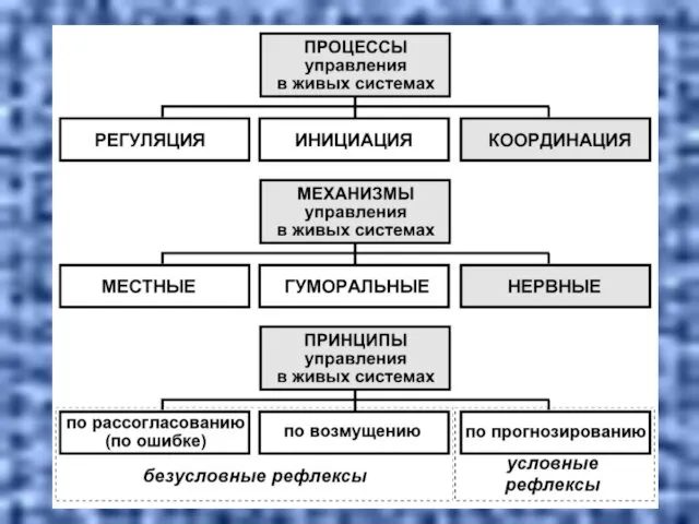 Управление в живых системах