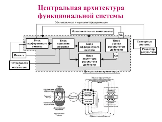 Центральная архитектура функциональной системы