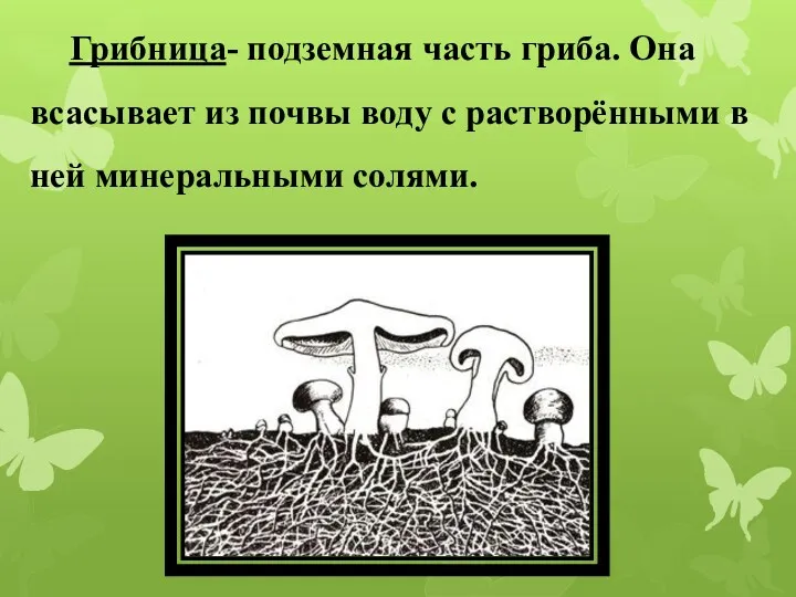 Грибница- подземная часть гриба. Она всасывает из почвы воду с растворёнными в ней минеральными солями.