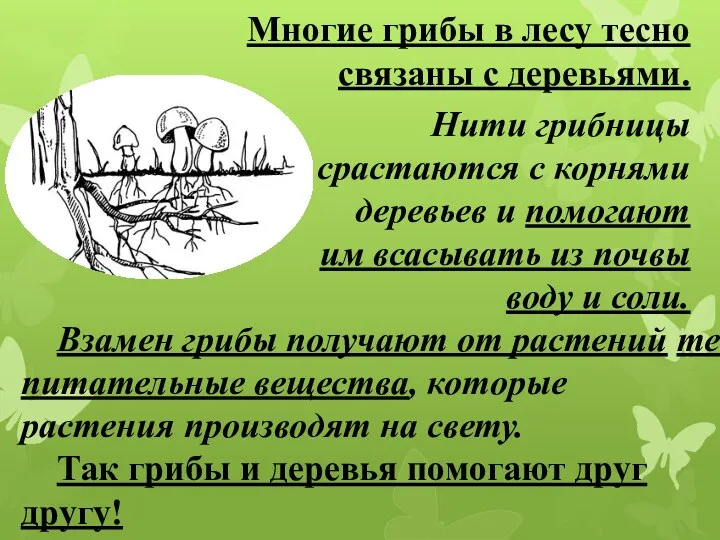 Нити грибницы срастаются с корнями деревьев и помогают им всасывать