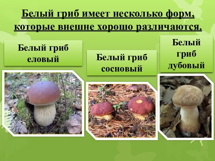 Белый гриб имеет несколько форм, которые внешне хорошо различаются. Белый